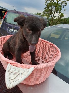 Loki Boy - Mixed Breed Dog