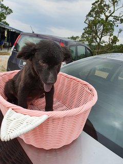 Loki Boy - Mixed Breed Dog