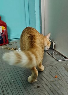 Ginger Girl - Domestic Short Hair Cat