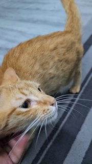 Ginger Girl - Domestic Short Hair Cat