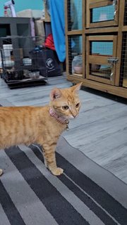 Ginger Girl - Domestic Short Hair Cat