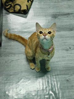 Ginger Girl - Domestic Short Hair Cat