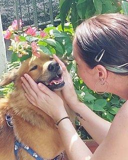 Gorgeous Boy  - Mixed Breed Dog