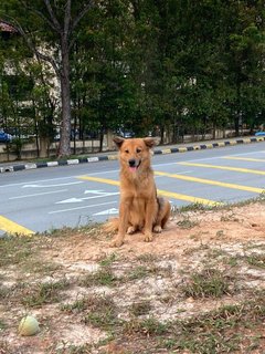 Gorgeous Boy  - Mixed Breed Dog