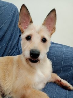 Kevin - Terrier Mix Dog