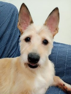 Kevin - Terrier Mix Dog