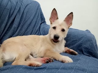 Kevin - Terrier Mix Dog