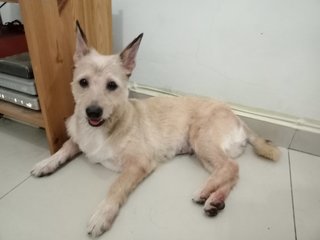 Kevin - Terrier Mix Dog