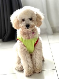 Goldie - Poodle Dog