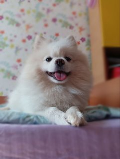 Prince - Pomeranian Dog