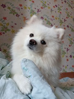 Prince - Pomeranian Dog