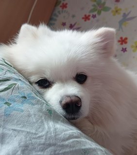 Prince - Pomeranian Dog