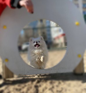 Prince - Pomeranian Dog