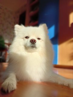 Prince - Pomeranian Dog