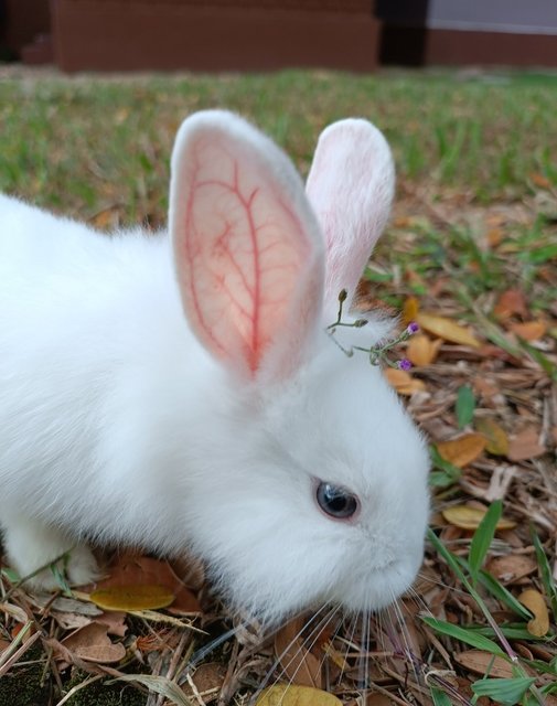 Shirayuki - Lionhead + Bunny Rabbit Rabbit