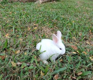 Shirayuki - Lionhead + Bunny Rabbit Rabbit