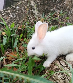 Shirayuki - Lionhead + Bunny Rabbit Rabbit