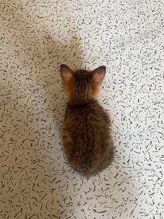 Tiny - Domestic Short Hair Cat