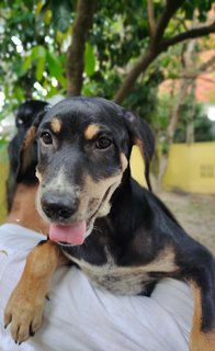 Rocky - Mixed Breed Dog