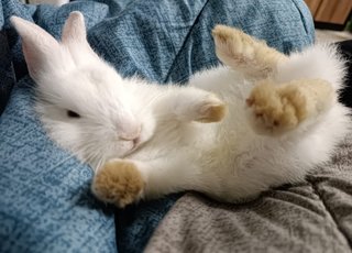 Shirayuki - Lionhead + Bunny Rabbit Rabbit