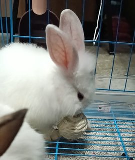 Shirayuki - Lionhead + Bunny Rabbit Rabbit