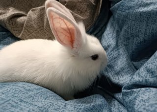 Shirayuki - Lionhead + Bunny Rabbit Rabbit