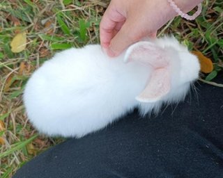 Shirayuki - Lionhead + Bunny Rabbit Rabbit