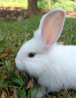 Shirayukii - Lionhead + New Zealand Rabbit