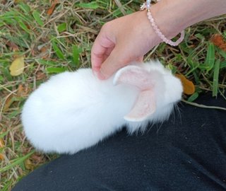 Shirayukii - Lionhead + New Zealand Rabbit