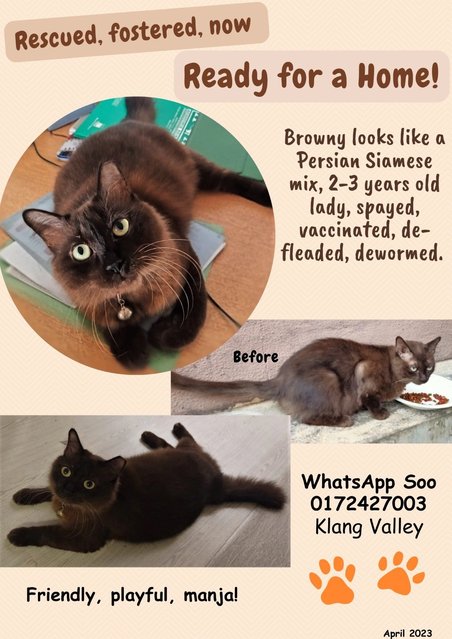 Browny - Domestic Medium Hair Cat