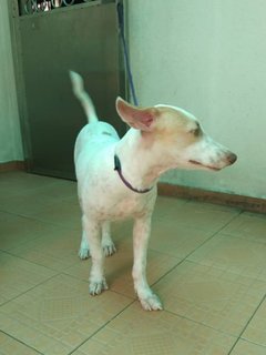 Henry Boy - Jack Russell Terrier Mix Dog