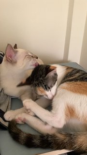 Lucy &amp; Kai - Domestic Short Hair Cat