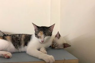 Lucy &amp; Kai - Domestic Short Hair Cat