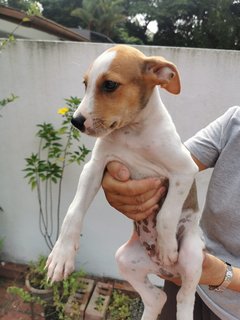 Archie - Mixed Breed Dog