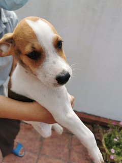 Archie - Mixed Breed Dog