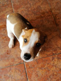 Archie - Mixed Breed Dog