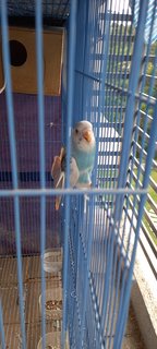 Snowi - Budgie/Budgerigar Bird