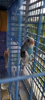 Snowi - Budgie/Budgerigar Bird