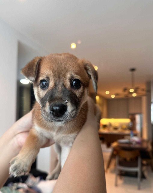 Female Pup@johore - Mixed Breed Dog