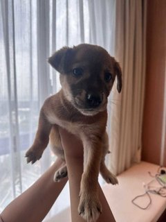 Female Pup@johore - Mixed Breed Dog