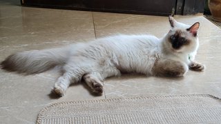 Minot &amp; Merin - Balinese + Domestic Medium Hair Cat