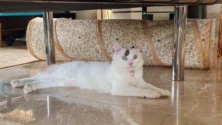 Minot &amp; Merin - Balinese + Domestic Medium Hair Cat