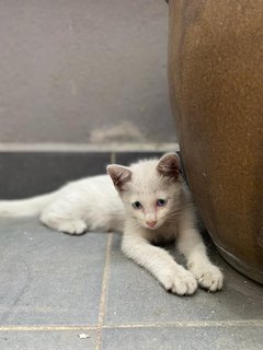 Cotton - Domestic Medium Hair Cat