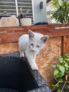 Cotton - Domestic Medium Hair Cat