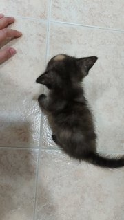 Tortie Cat - Domestic Short Hair Cat