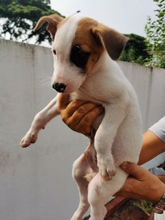 Ace - Mixed Breed Dog