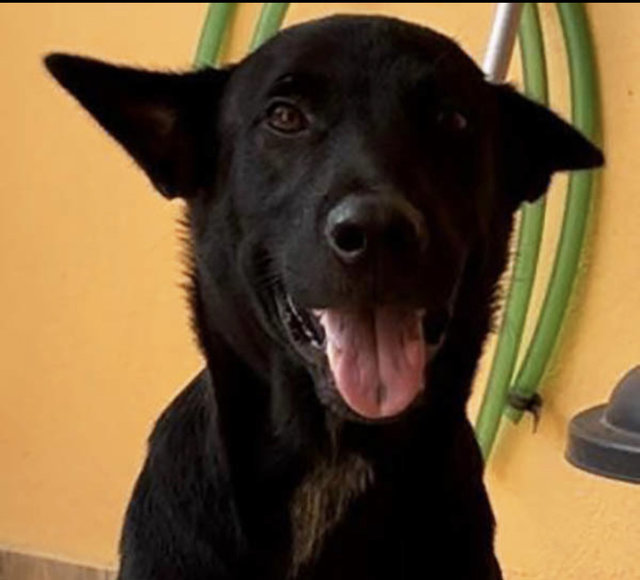 Oreo &amp; Family  - Mixed Breed Dog