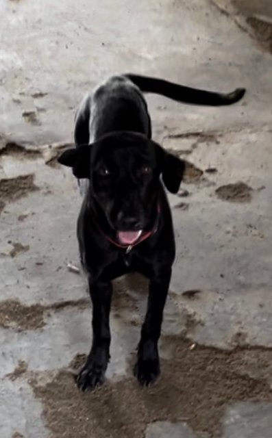 Oreo &amp; Family  - Mixed Breed Dog