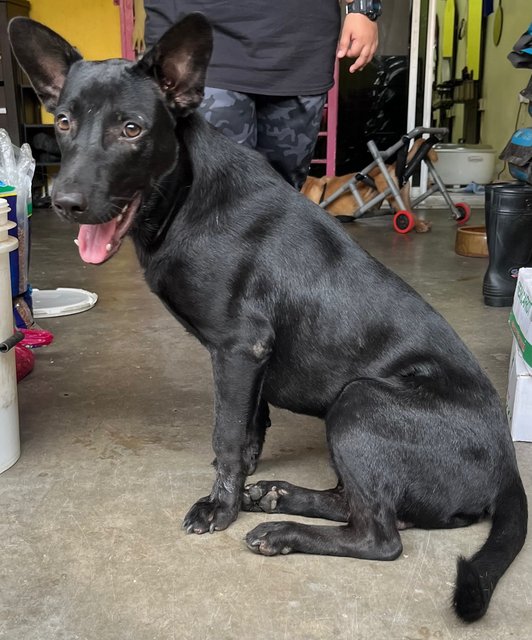 Oreo &amp; Family  - Mixed Breed Dog