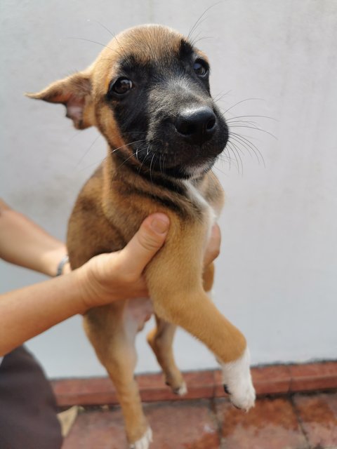 Alfie - Mixed Breed Dog